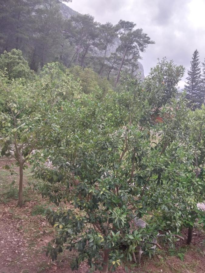 Village Garden Pansiyon Antalya Dış mekan fotoğraf