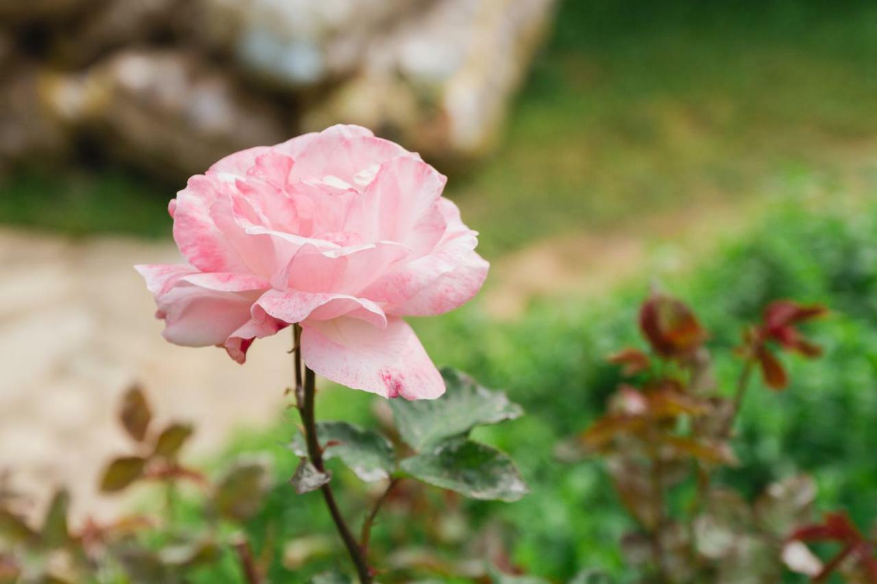 Village Garden Pansiyon Antalya Dış mekan fotoğraf